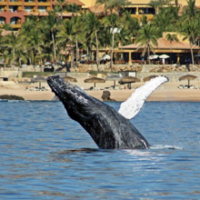 Whale Watching - From Dec 15th to april 15th