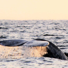 Whale Watching Sunset