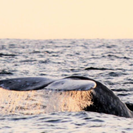 Whale Watching Sunset